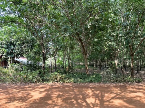 🏠 អចលនទ្រព្យ លក់ឡាយឡុង (Auctioned Properties) 🏷