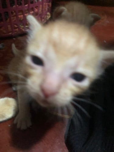 Cat adopt for free