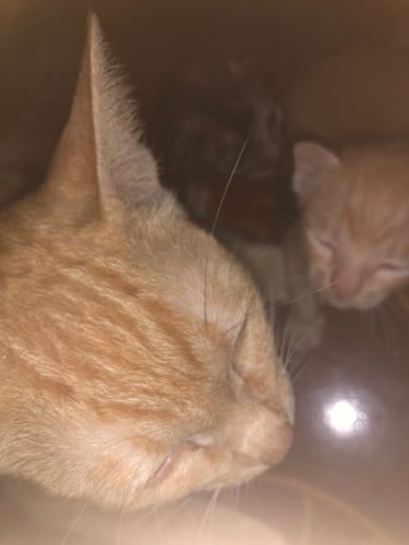 Cat adopt for free
