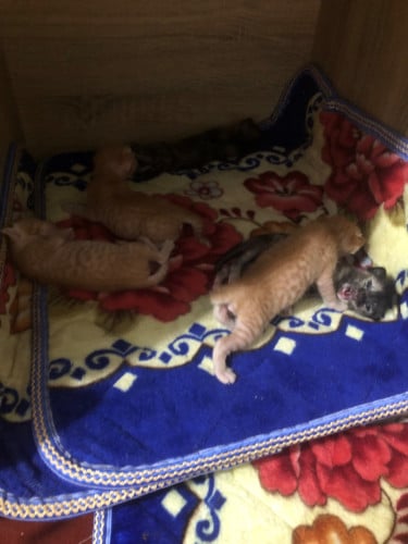 Cat adopt for free