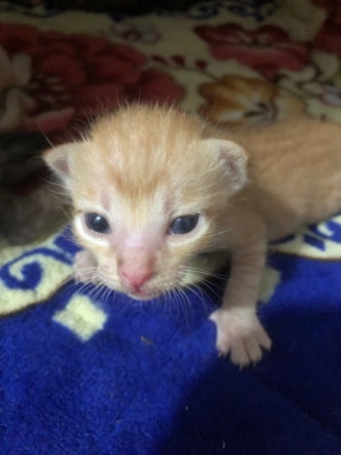 Cat adopt for free