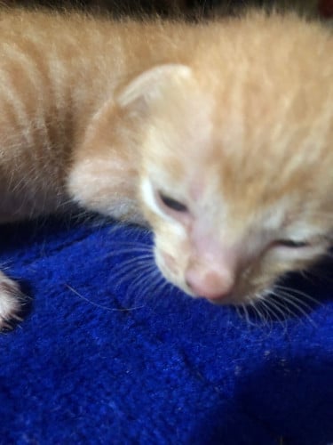 Cat adopt for free