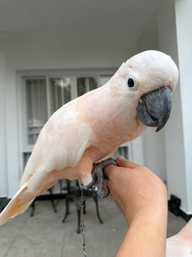Cockatoo Mulacan