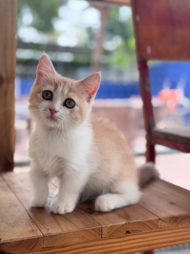 Munchkin girl