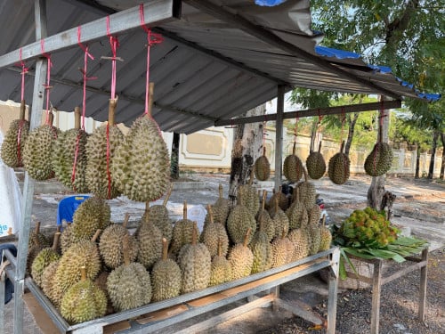 ទុរេនកំពត បងៗ ចង់ញ្ញាំអាចកម្មងបានបងៗ ចំការផ្ទាល់ខ្លួន ធម្មជាតិ១០០%