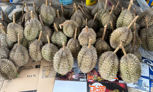 ទុរេនកំពត បងៗ ចង់ញ្ញាំអាចកម្មងបានបងៗ ចំការផ្ទាល់ខ្លួន ធម្មជាតិ១០០%