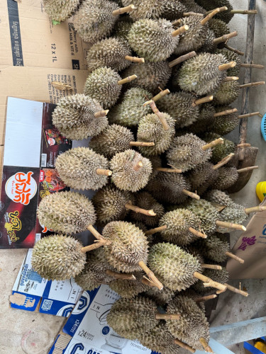 ទុរេនកំពត បងៗ ចង់ញ្ញាំអាចកម្មងបានបងៗ ចំការផ្ទាល់ខ្លួន ធម្មជាតិ១០០%