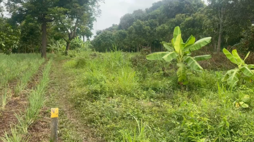 ដីចំការលក់បន្ទាន់ ទំហំ 10m x 140m