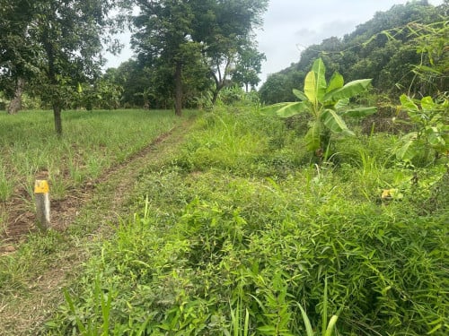 ដីចំការលក់បន្ទាន់ ទំហំ 10m x 140m