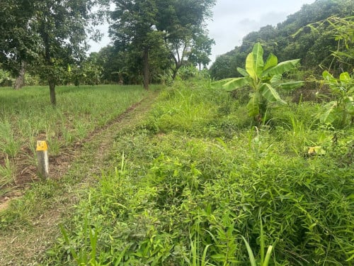 ដីចំការលក់បន្ទាន់ ទំហំ 10m x 140m