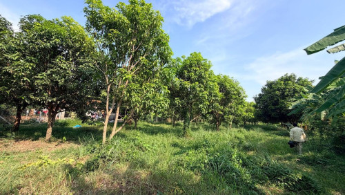 ដីលក់បន្ទាន់ ទំហំ 4646m2