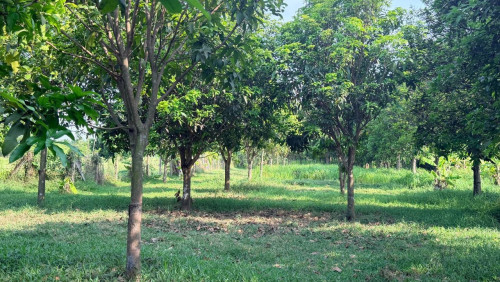 ដីលក់បន្ទាន់ ទំហំ 4646m2