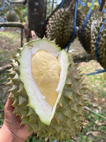 ទុរេនរី6នឹងទុរេនដូនតាមេមត់