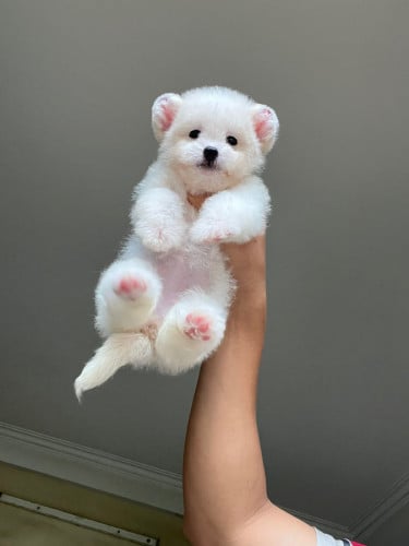 Bichon Frise Special Price