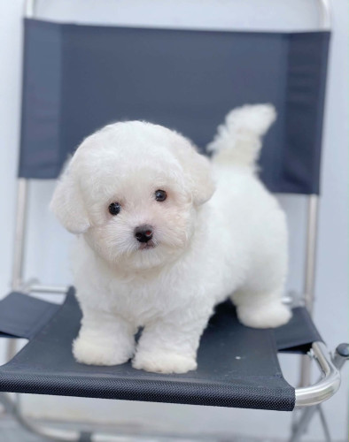 Bichon Frise Special Price