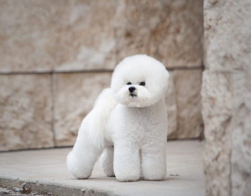 Bichon Frise Special Price