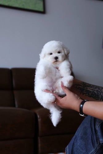 Bichon Frise Special Price