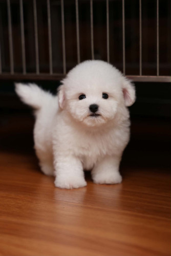 Bichon Frise Special Price