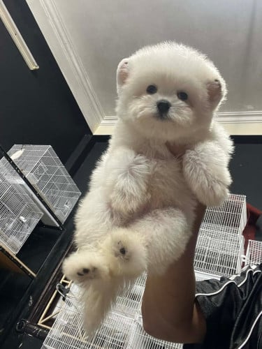 Bichon Frise Special Price