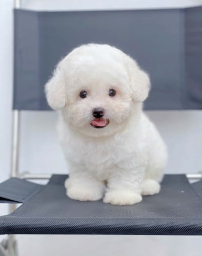 Bichon Frise Special Price