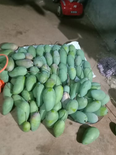 ស្វាយល្ហុង