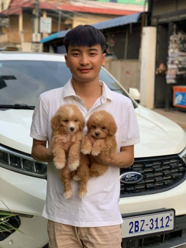 កូនៗទេីបចូលថ្មីស្អាតៗណាស់ស្រួលចិញ្ចឹមសម្រាប់បងៗចង់ទិញចិញ្ចឹមកុំអោយស្ងាត់ផ្ទះអាចទាក់ទងប្អូនបាន