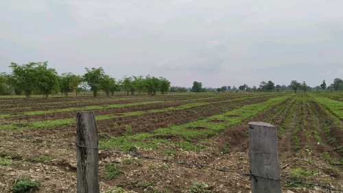 ដីលក់ឡៃឡុង
