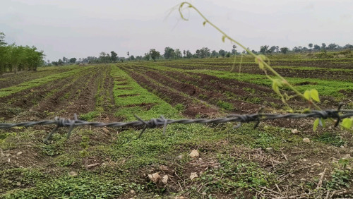 ដីលក់ឡៃឡុង