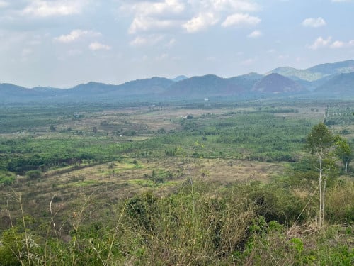 ដីផ្លូវ៤៣ 13000$/ ១ហិកតា