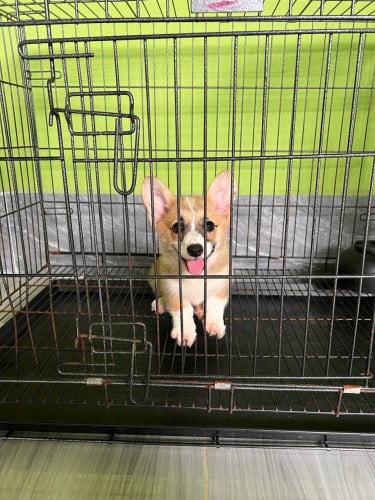 Corgis