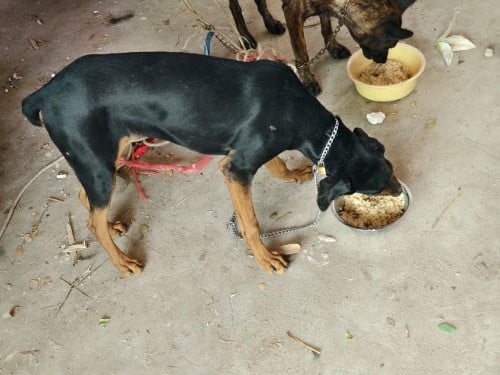 Dobermanសុទ្ធ ញី6ខែ