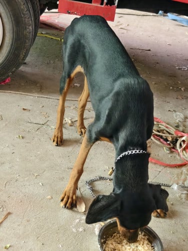 Dobermanសុទ្ធ ញី6ខែ