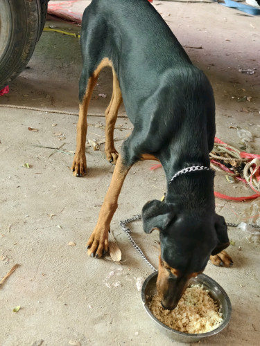 Dobermanសុទ្ធ ញី6ខែ