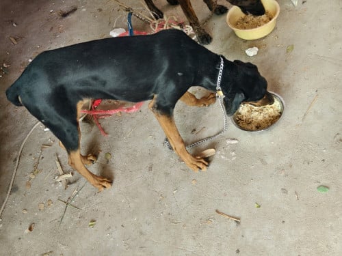 Dobermanសុទ្ធ ញី6ខែ