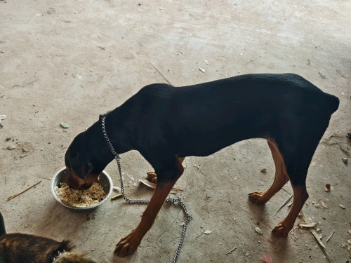 Dobermanសុទ្ធ ញី6ខែ