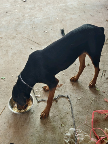 Dobermanសុទ្ធ ញី6ខែ