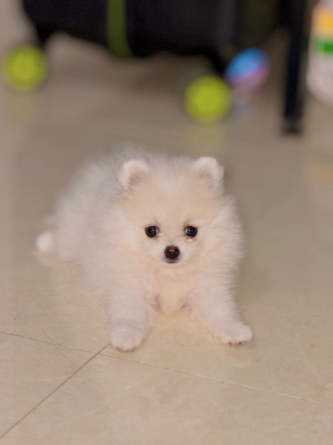 I want to sell my dog Pom