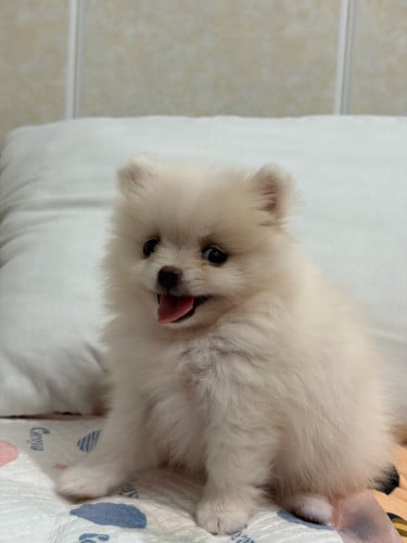 I want to sell my dog Pom