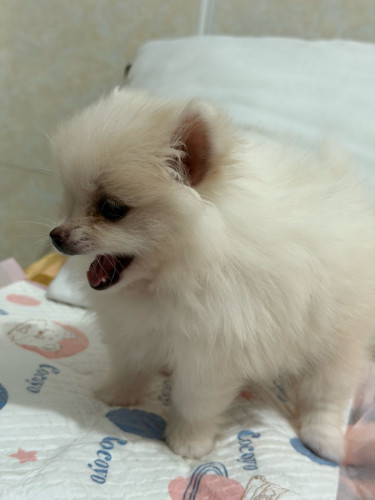 I want to sell my dog Pom