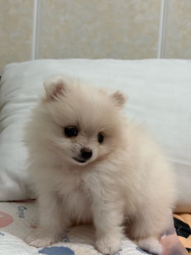 I want to sell my dog Pom