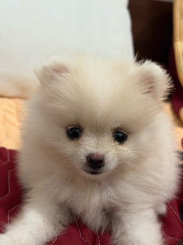 I want to sell my dog Pom