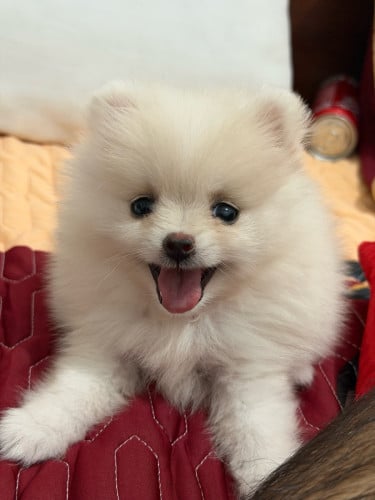 I want to sell my dog Pom