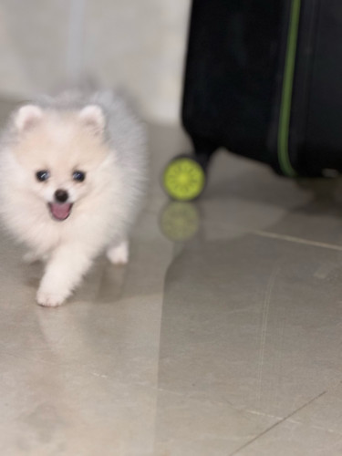 I want to sell my dog Pom