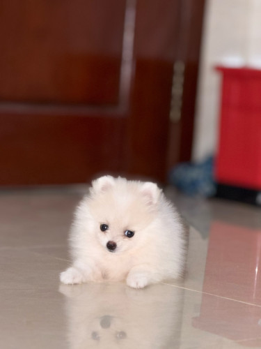 I want to sell my dog Pom