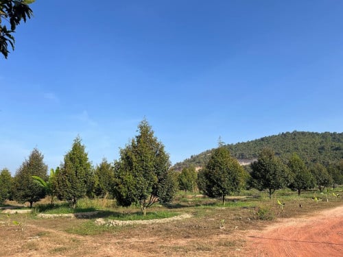 ដីចំការលក់បន្ទាន់​ មានដើមធូរ៉េន ប្រហែល 300ដើម