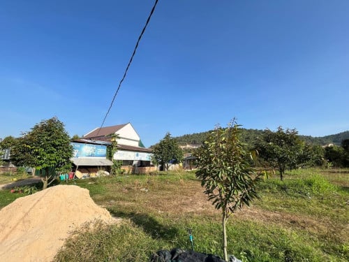 ដីចំការលក់បន្ទាន់​ មានដើមធូរ៉េន ប្រហែល 300ដើម