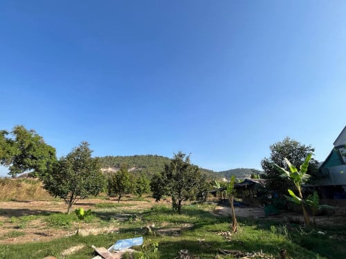 ដីចំការលក់បន្ទាន់​ មានដើមធូរ៉េន ប្រហែល 300ដើម