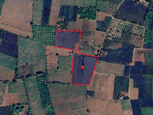 🏠 អចលនទ្រព្យ លក់ឡាយឡុង (Auctioned Properties) 🏷