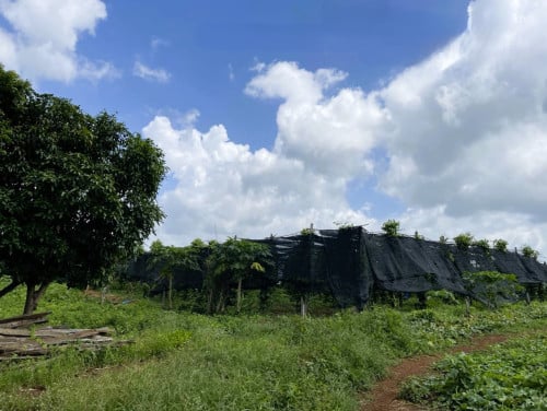 🏠 អចលនទ្រព្យ លក់ឡាយឡុង (Auctioned Properties) 🏷