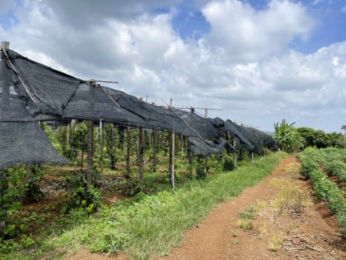 🏠 អចលនទ្រព្យ លក់ឡាយឡុង (Auctioned Properties) 🏷